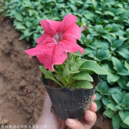 矮牵牛花种子 批发矮牵牛花 矮牵牛花购苗基地