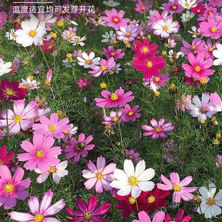 批发 波斯菊种子 又名 格桑花 花海专用 草花 花色艳丽 仟花轩