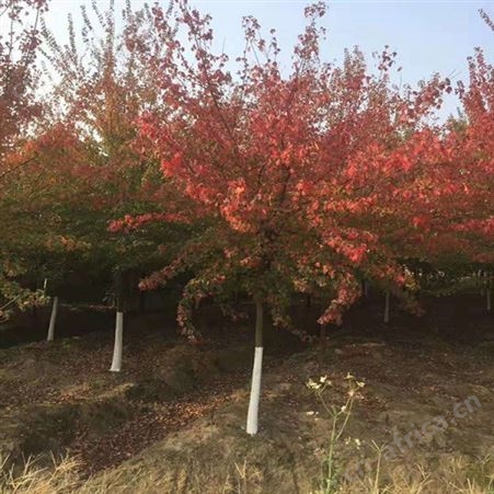 常年批发直销三角枫苗圃三角枫供应三角枫绿化树苗