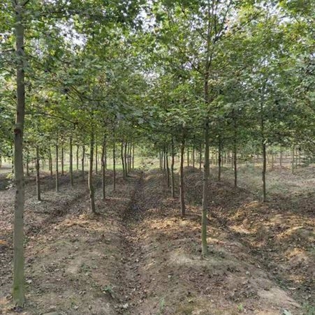 12公分美国红枫价格美国红枫小苗自产自销供应5公分-12公分美国红枫