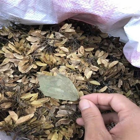 树形丰满优美长期 三角枫三角枫树苗批发