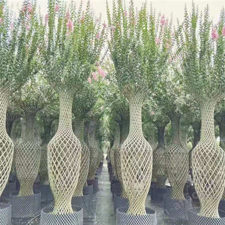 精品大紫薇供应紫薇树紫薇苗基地