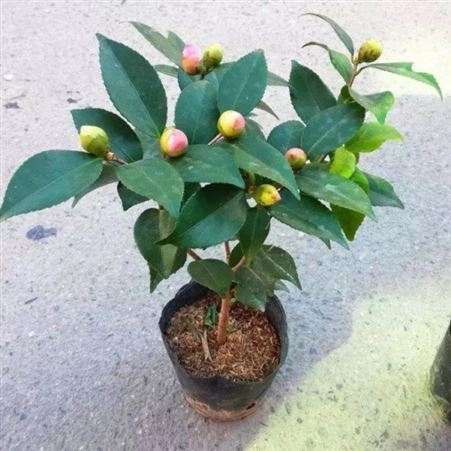 园艺厂直销茶花树树形优美花期长茶花树价格