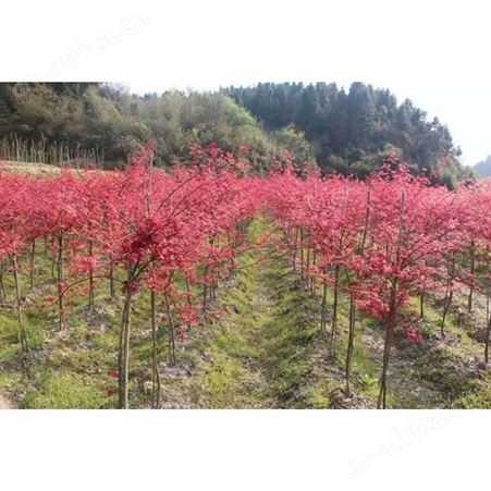 12公分美国红枫价格美国红枫小苗自产自销供应5公分-12公分美国红枫