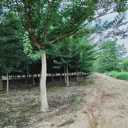 树形丰满优美长期 三角枫三角枫树苗批发