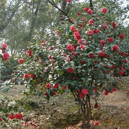 雄风园林地径3公分茶花树 庭院小区花坛观赏树 茶花树品种