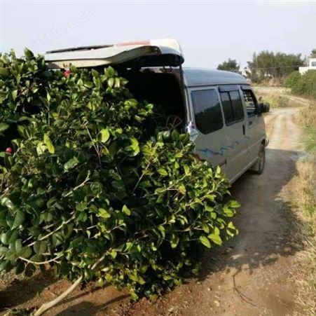 园艺厂直销茶花树茶花树价格 茶花的养殖基地