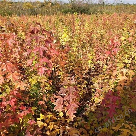 常年批发直销三角枫苗圃三角枫供应三角枫绿化树苗