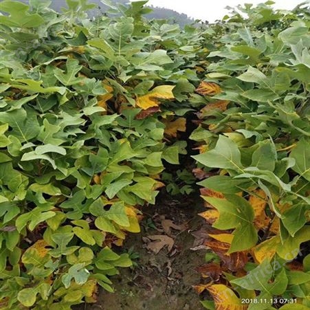 12-25公分马褂木大量供应马褂木小苗批发 马褂木小苗