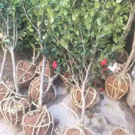 园艺厂直销茶花树茶花树价格 茶花的养殖基地