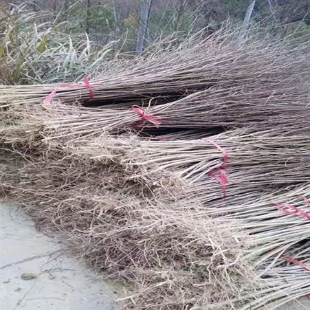 精品大紫薇供应紫薇树紫薇苗基地