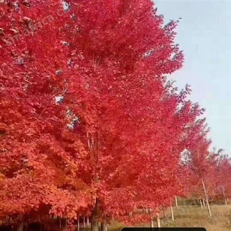基地直销12公分美国红枫价格美国红枫出售 美国红枫市场价格