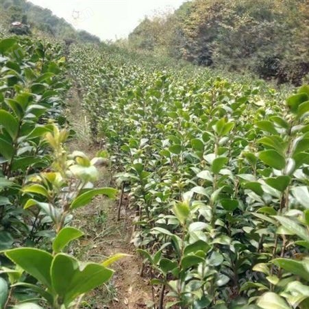 园艺厂直销茶花树庭院小区花坛观赏树茶花盆栽技术