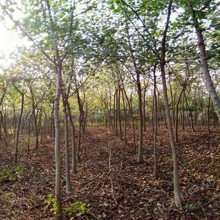 耐寒植物护坡绿化三角枫苗圃批发直销三角枫