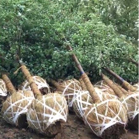 12公分美国红枫价格美国红枫小苗自产自销苗圃批发直销彩色观叶植物