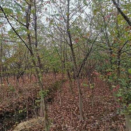 常年批发直销三角枫苗圃三角枫供应三角枫绿化树苗