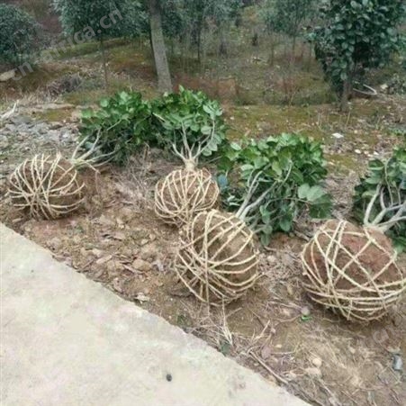 园艺厂直销茶花树茶花树价格 茶花的养殖基地