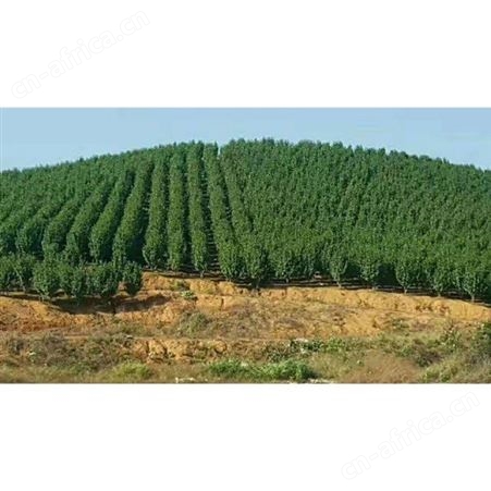 园艺厂直销茶花树庭院小区花坛观赏树茶花盆栽技术