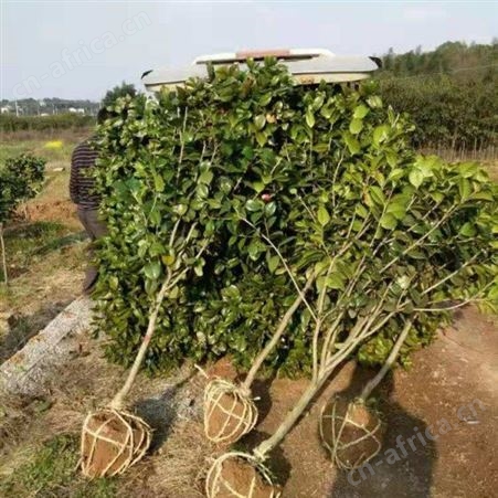 园艺厂直销茶花树茶花树价格 茶花的养殖基地