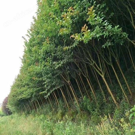 紫薇树价格低紫薇报价丛生紫薇