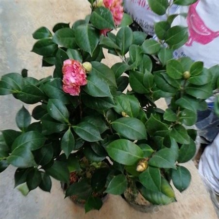 大型茶花树庭院小区花坛观赏树茶花树苗价格