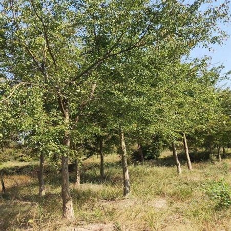 常年批发直销三角枫苗圃三角枫供应三角枫绿化树苗