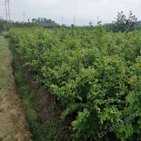 精品大紫薇供应紫薇树紫薇苗基地