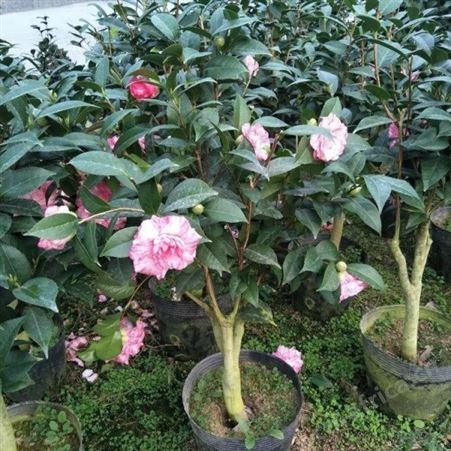 园艺厂直销茶花树树形优美花期长茶花树价格