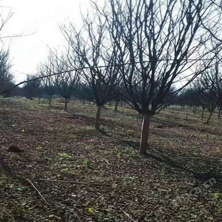 精品大紫薇供应紫薇树紫薇苗基地