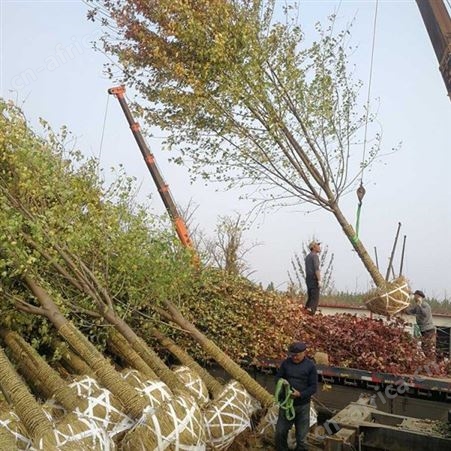 基地直销12公分美国红枫价格美国红枫出售 美国红枫市场价格