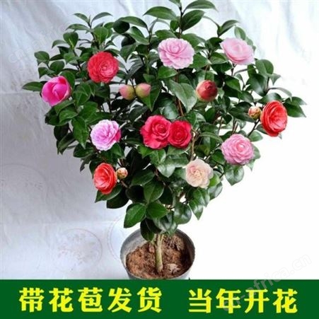 大型茶花树庭院小区花坛观赏树茶花树苗价格