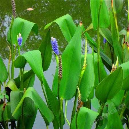 批发优质水生植物 再力花价格    再力花苗 批发  水竹芋苗低价格   水体绿化湿地绿化