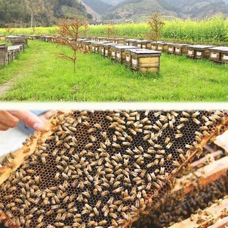 优质蜂产品土蜂蜜 全国700多家绿色蜂场 欧盟有机认证出口蜂蜜