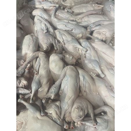 黑棕鹅 烤鹅专用老鹅 基地销售 鲜鹅皇