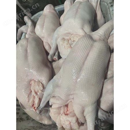 净膛鹅 去膛黑棕鹅 清远黑棕鹅 鹅翅膀 鲜鹅皇