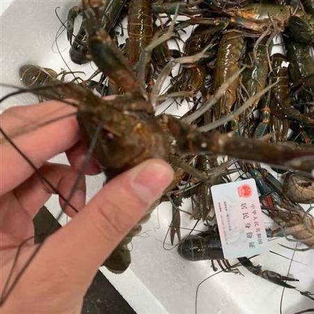 冬季小规格澳龙批发/澳洲淡水小龙虾批发567钱规格2021年12月货源充足全国空运发货