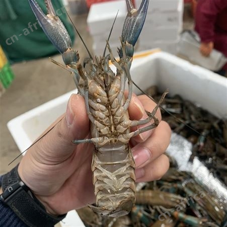 冬季小规格澳龙批发/澳洲淡水小龙虾批发567钱规格2021年12月货源充足全国空运发货