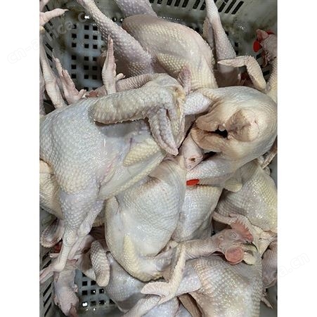 批发冷冻黑棕光鹅 狮头鹅 冷冻大鹅 鹅翅膀 鲜鹅皇