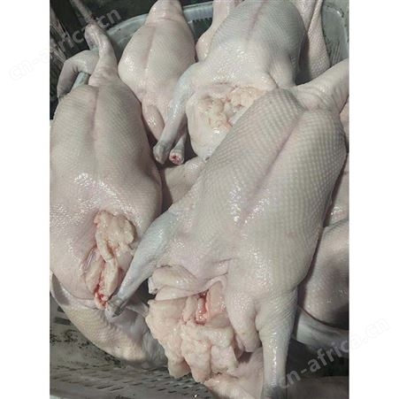 批发冷冻黑棕光鹅 狮头鹅 冷冻大鹅 鹅翅膀 鲜鹅皇