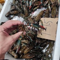 澳龙自产自销澳龙批发1两规格澳洲淡水小龙虾十一月40元每斤