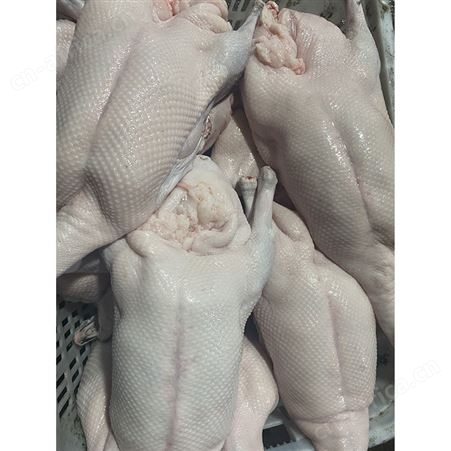 冻鹅 光鹅 白条烧鹅 卤鹅翅食材 鲜鹅皇