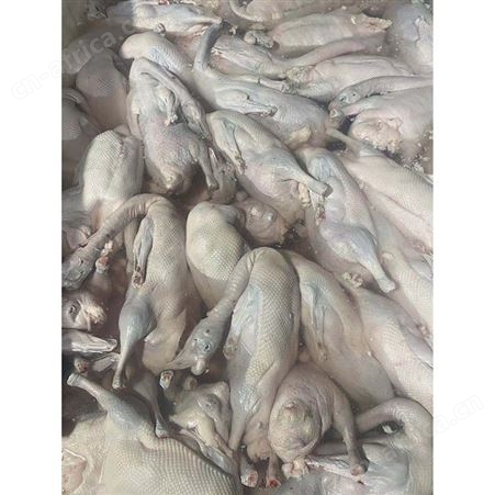 绿色黑棕鹅厂家 多肉鹅脚翅 长期供应 鲜鹅皇