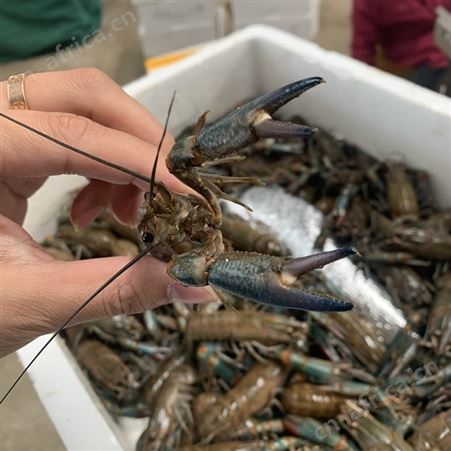冬季小规格澳龙批发/澳洲淡水小龙虾批发567钱规格2021年12月货源充足全国空运发货