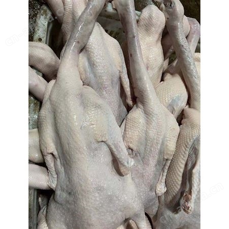 批发冷冻黑棕光鹅 狮头鹅 冷冻大鹅 鹅翅膀 鲜鹅皇