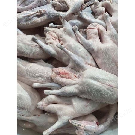 批发冷冻黑棕光鹅 狮头鹅 冷冻大鹅 鹅翅膀 鲜鹅皇
