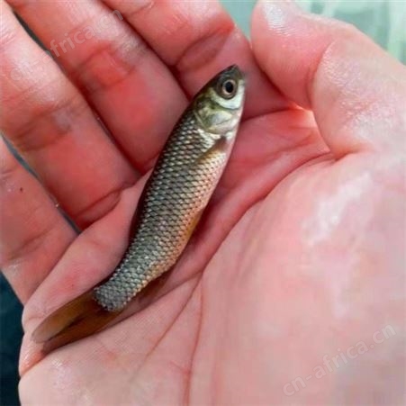 现货出售 鲩鱼苗 淡水养殖 规格齐全 量大从优