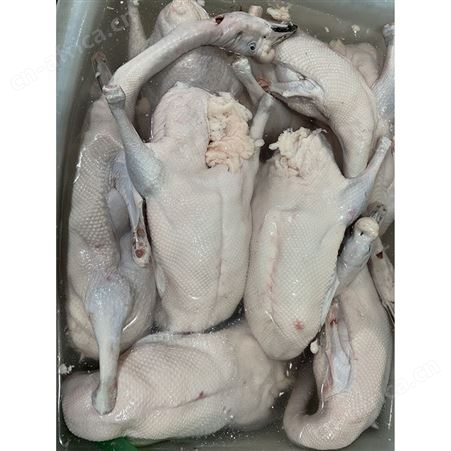 正宗黑棕鹅 净膛鹅 批发老鹅鹅头 清远黑棕鹅 鲜鹅皇