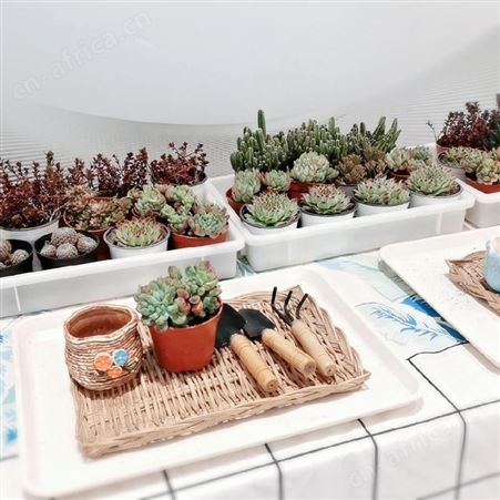 武汉多肉植物DIY 汉阳多肉植物 楼盘多肉植物