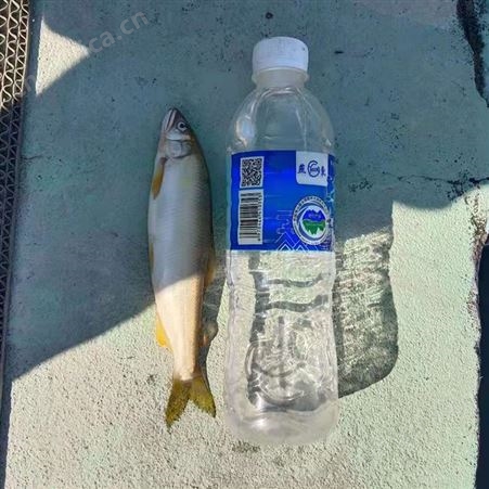 水产特产香鱼刺身原料 香鱼片烧烤 冰鲜香鱼河鲜香鱼片