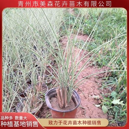 山东晨光芒小苗 美森 晨光芒培育基地 草类植物种植园